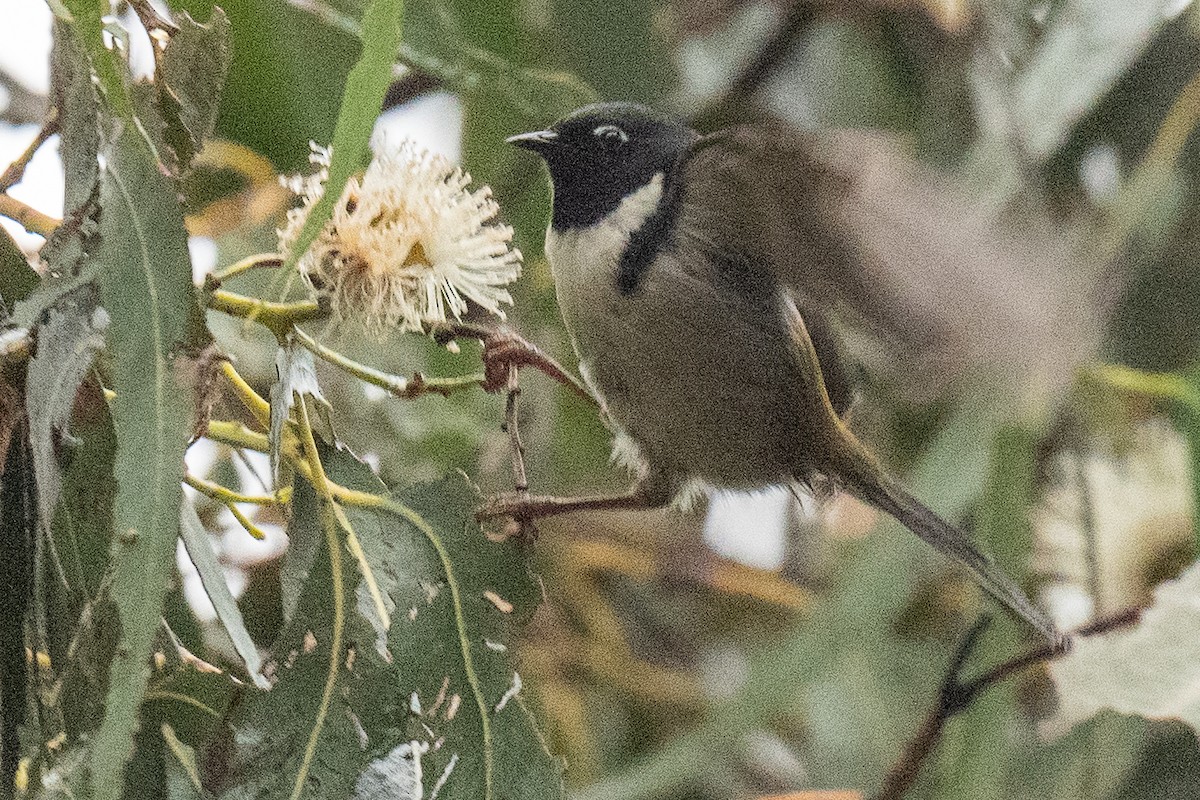 Black-headed Honeyeater - ML614350793