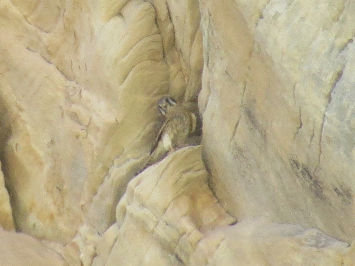 American Kestrel - ML614350843