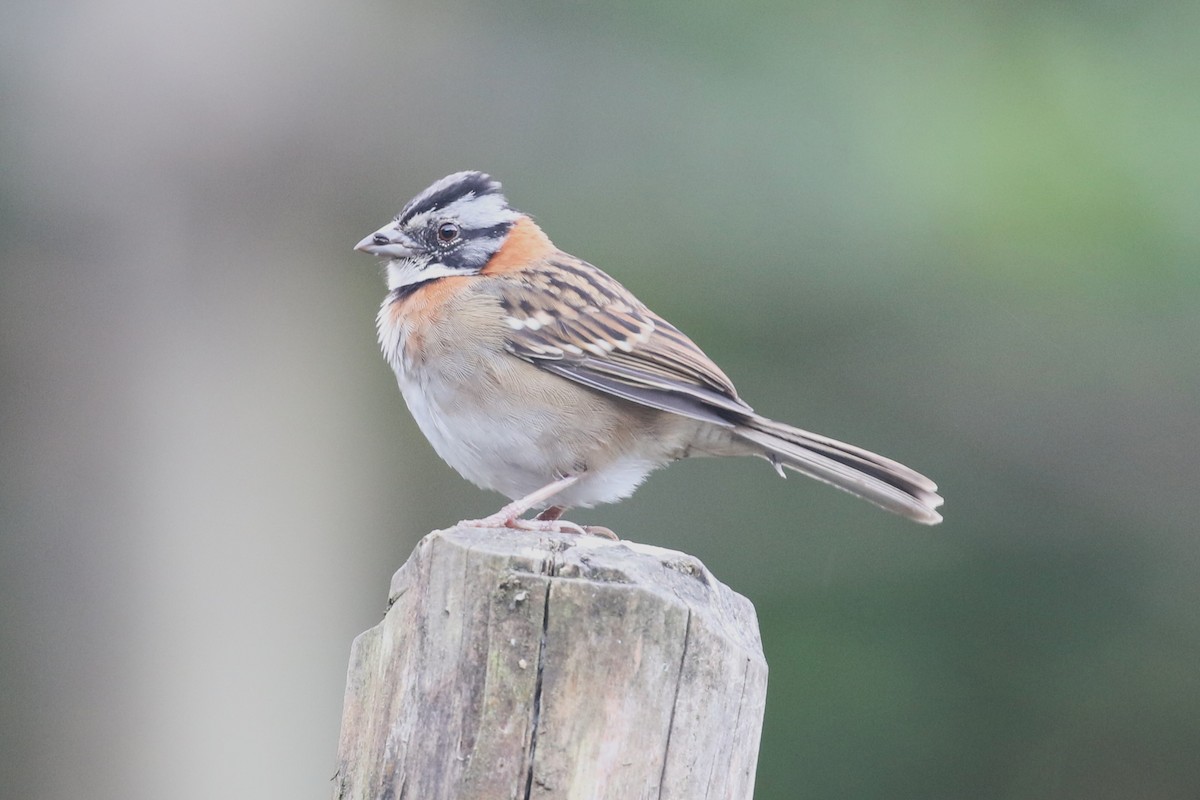 Rufous-collared Sparrow - Ethan Goodman