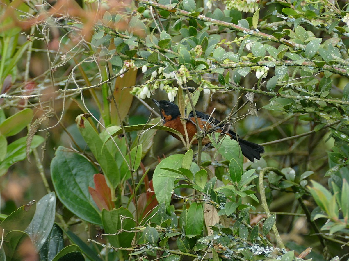 Black-throated Flowerpiercer - ML614350846