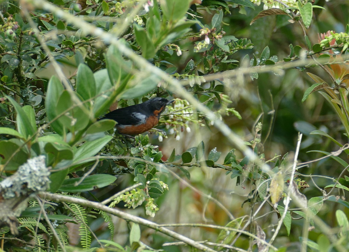 Black-throated Flowerpiercer - ML614350847