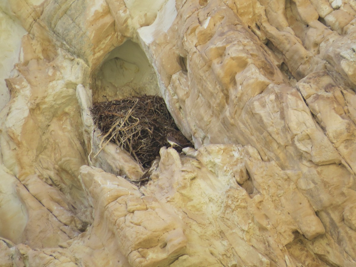 American Kestrel - ML614350866