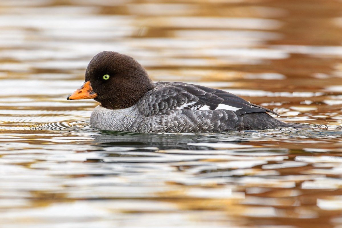 Barrow's Goldeneye - ML614350882