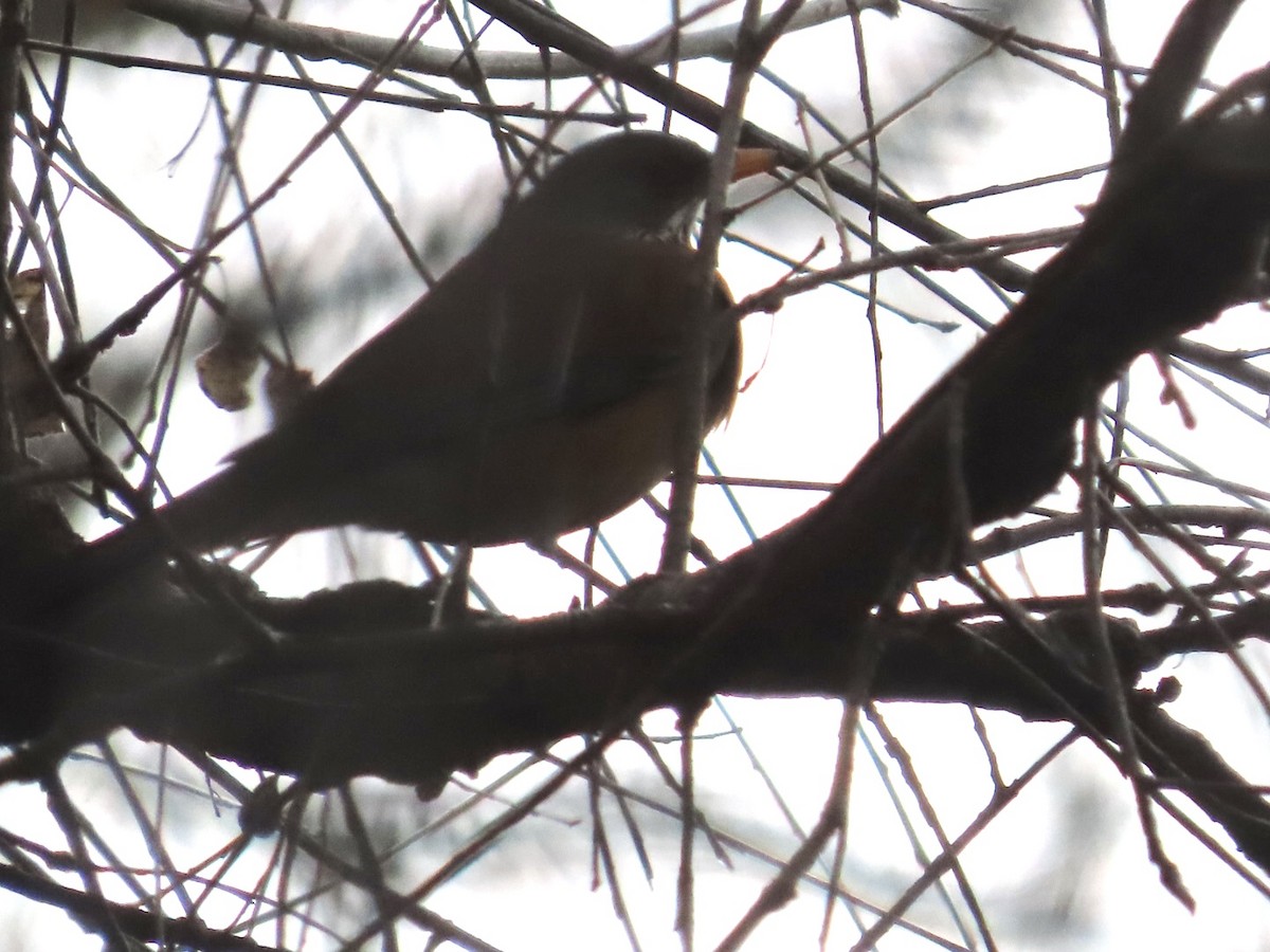 Rufous-backed Robin - Bill Hohenstein