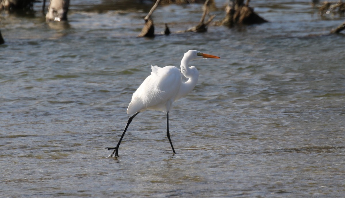 Great Egret - ML614350892