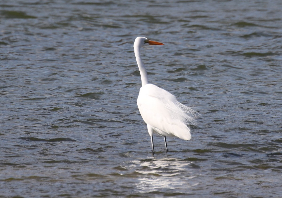 Great Egret - ML614350893