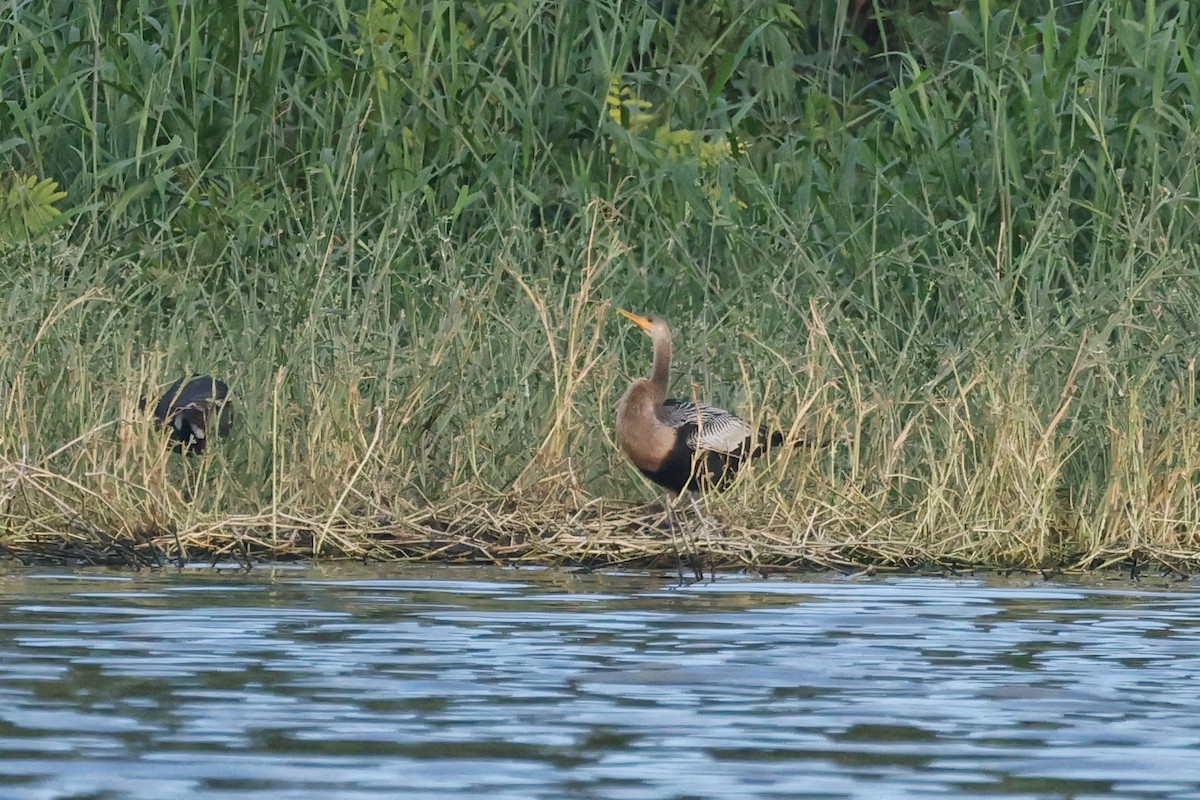 Amerika-Schlangenhalsvogel - ML614350920