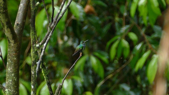 Blue-chested Hummingbird - ML614350934