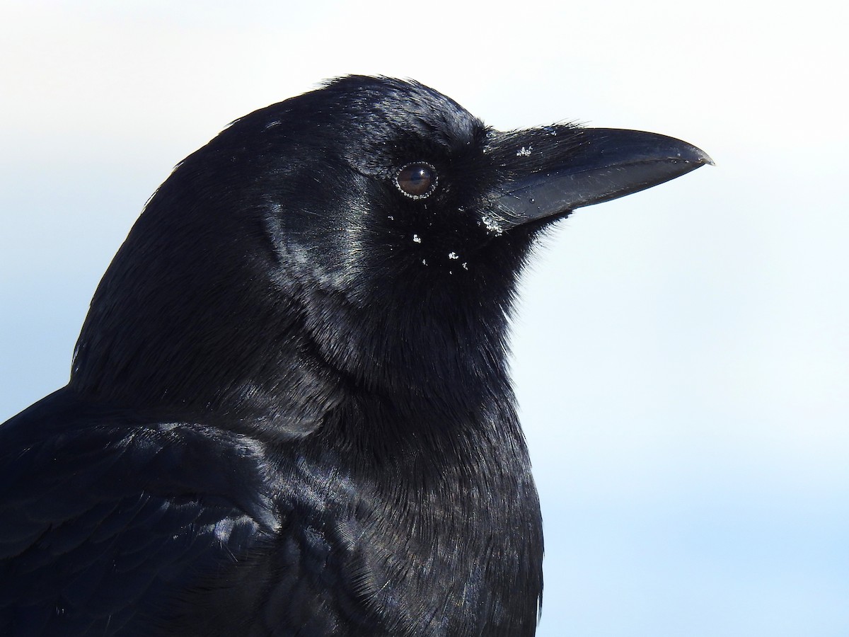 American Crow - ML614350936