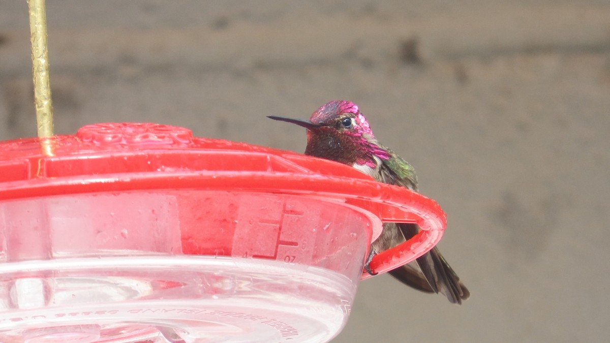 Anna's Hummingbird - ML614350949