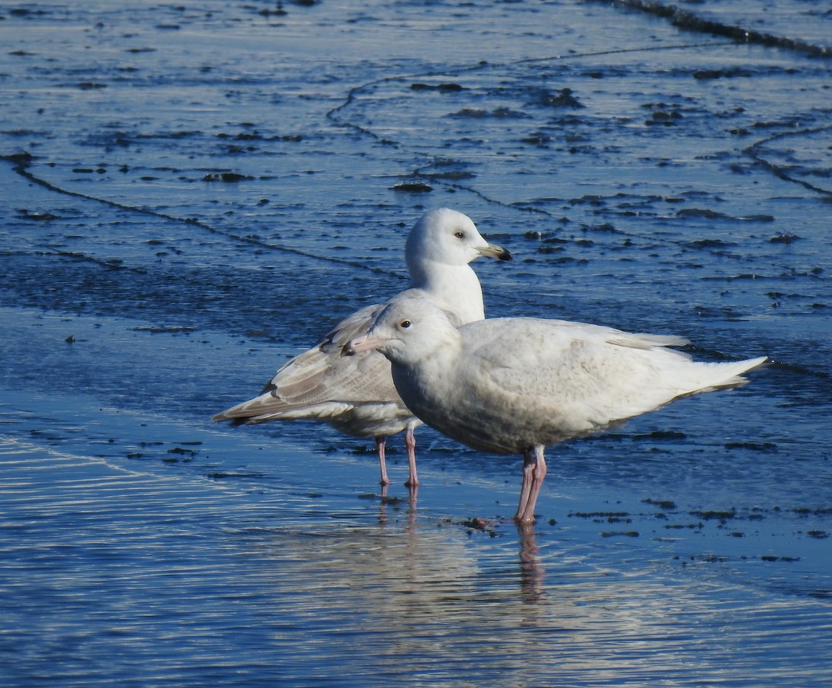 Iceland Gull (kumlieni) - Jules-Alex Banville