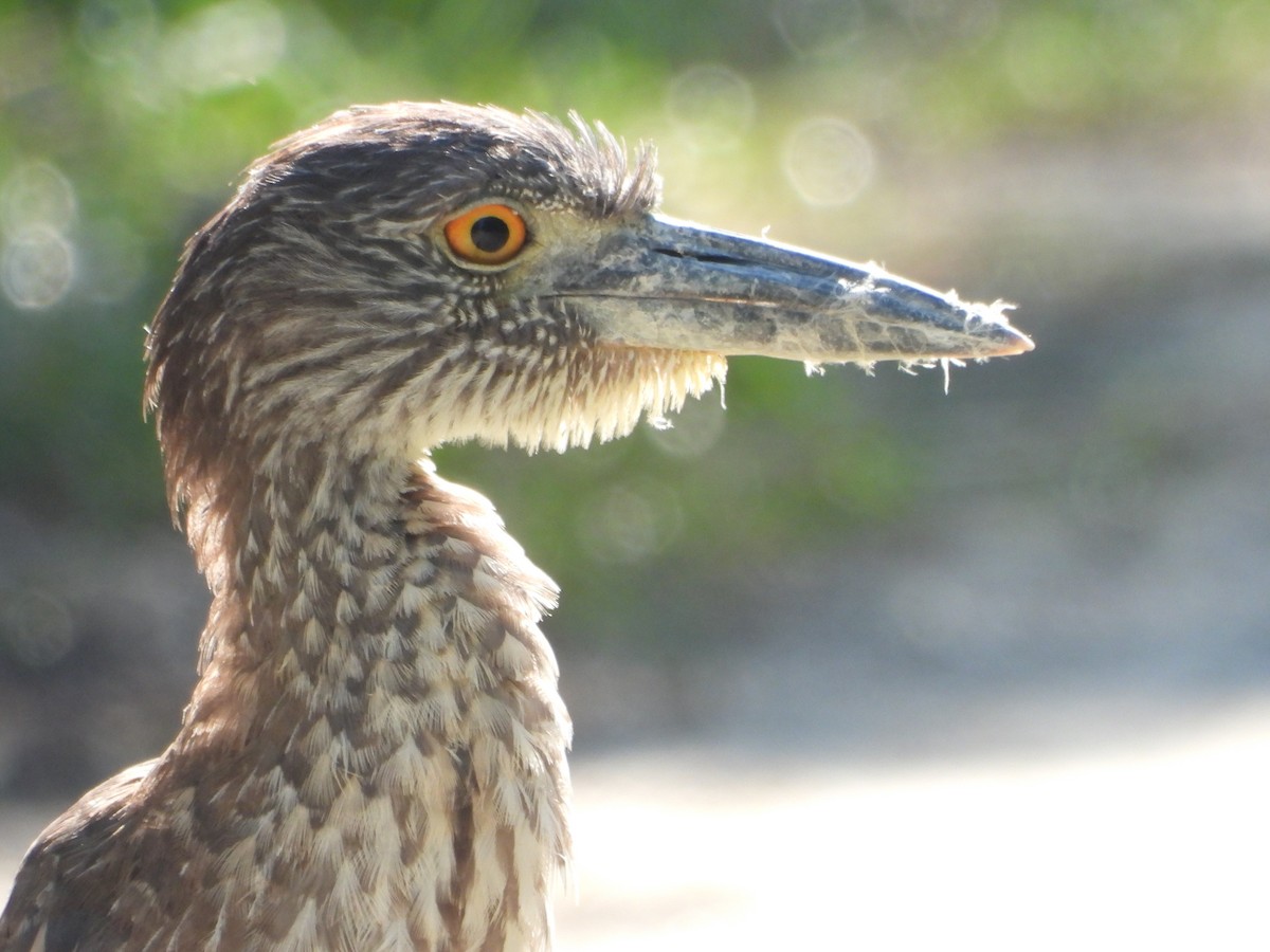 Yellow-crowned Night Heron - Vickie Amburgey