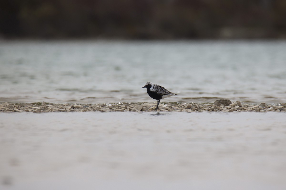 Black-bellied Plover - Jack Kew