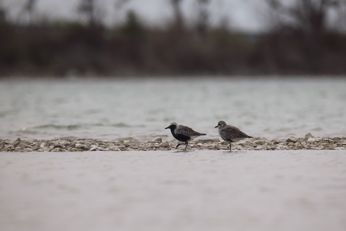 Black-bellied Plover - Jack Kew