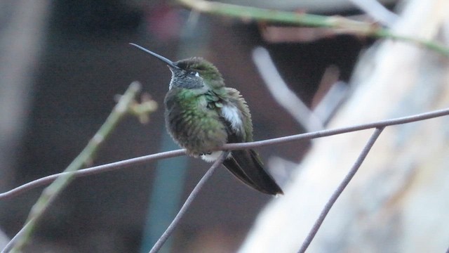 Colibrí Magnífico - ML614351011