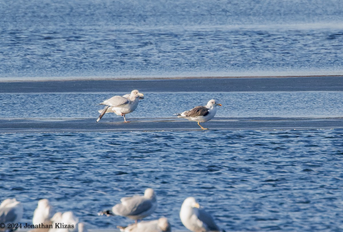 Lesser Black-backed Gull - ML614351030