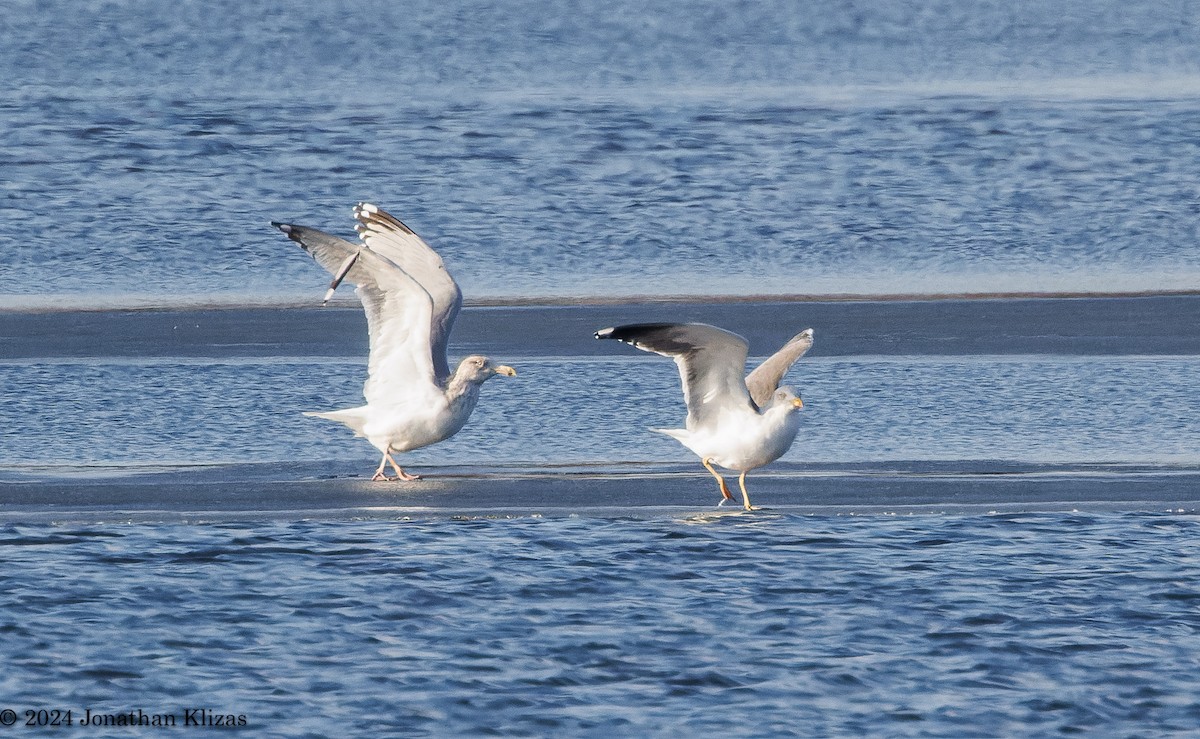 Lesser Black-backed Gull - Jonathan Klizas