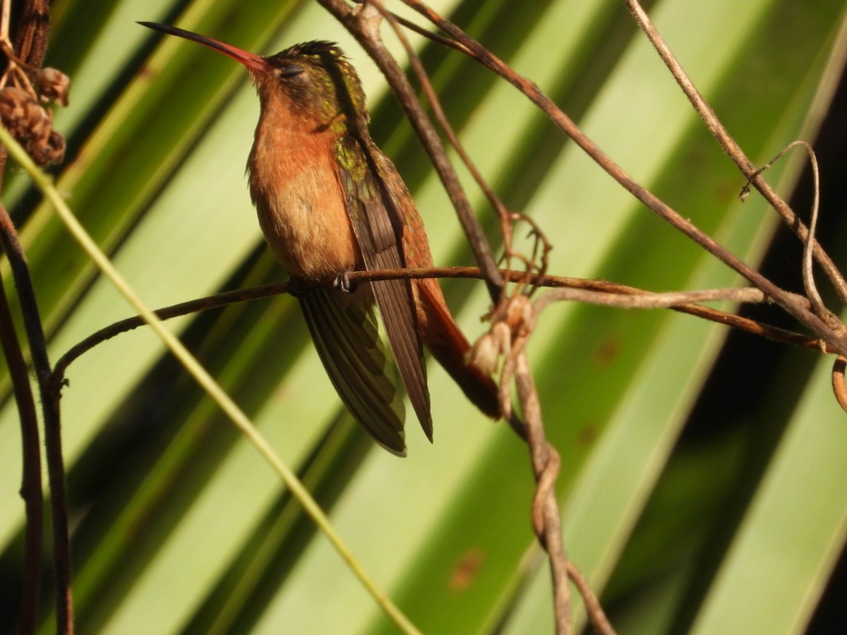 Cinnamon Hummingbird - Edward Jordan