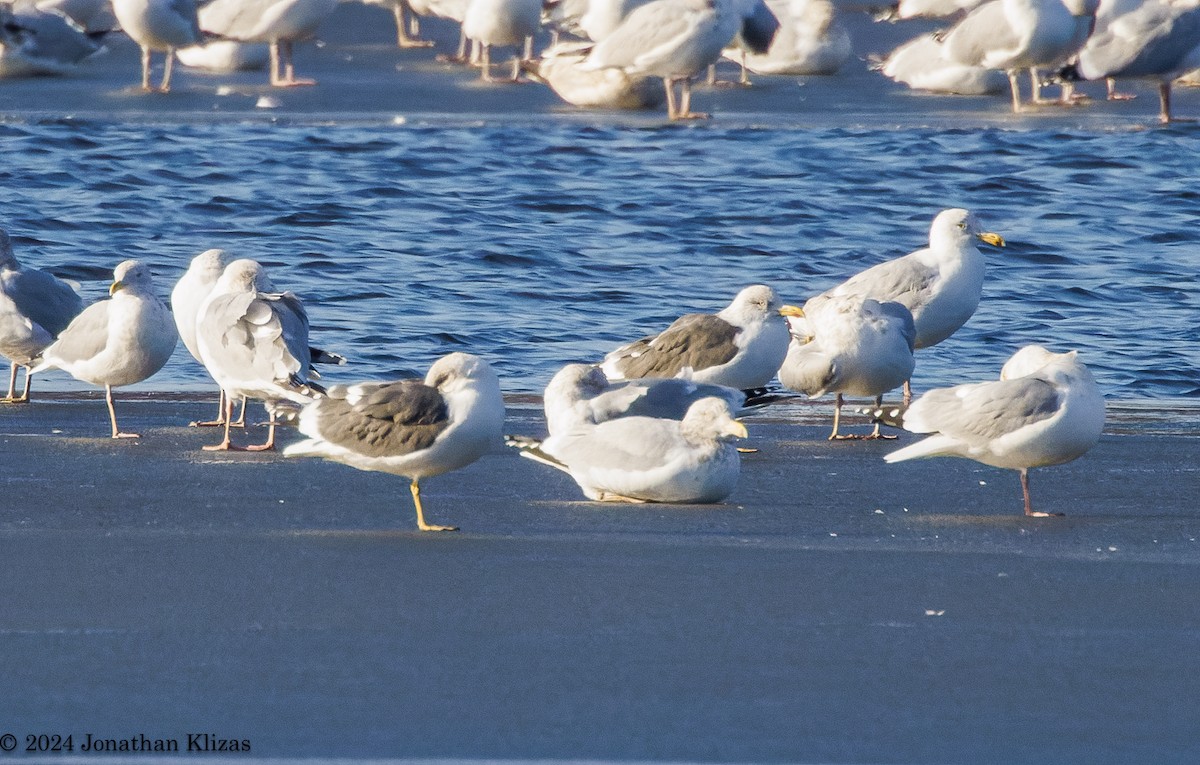 Lesser Black-backed Gull - Jonathan Klizas