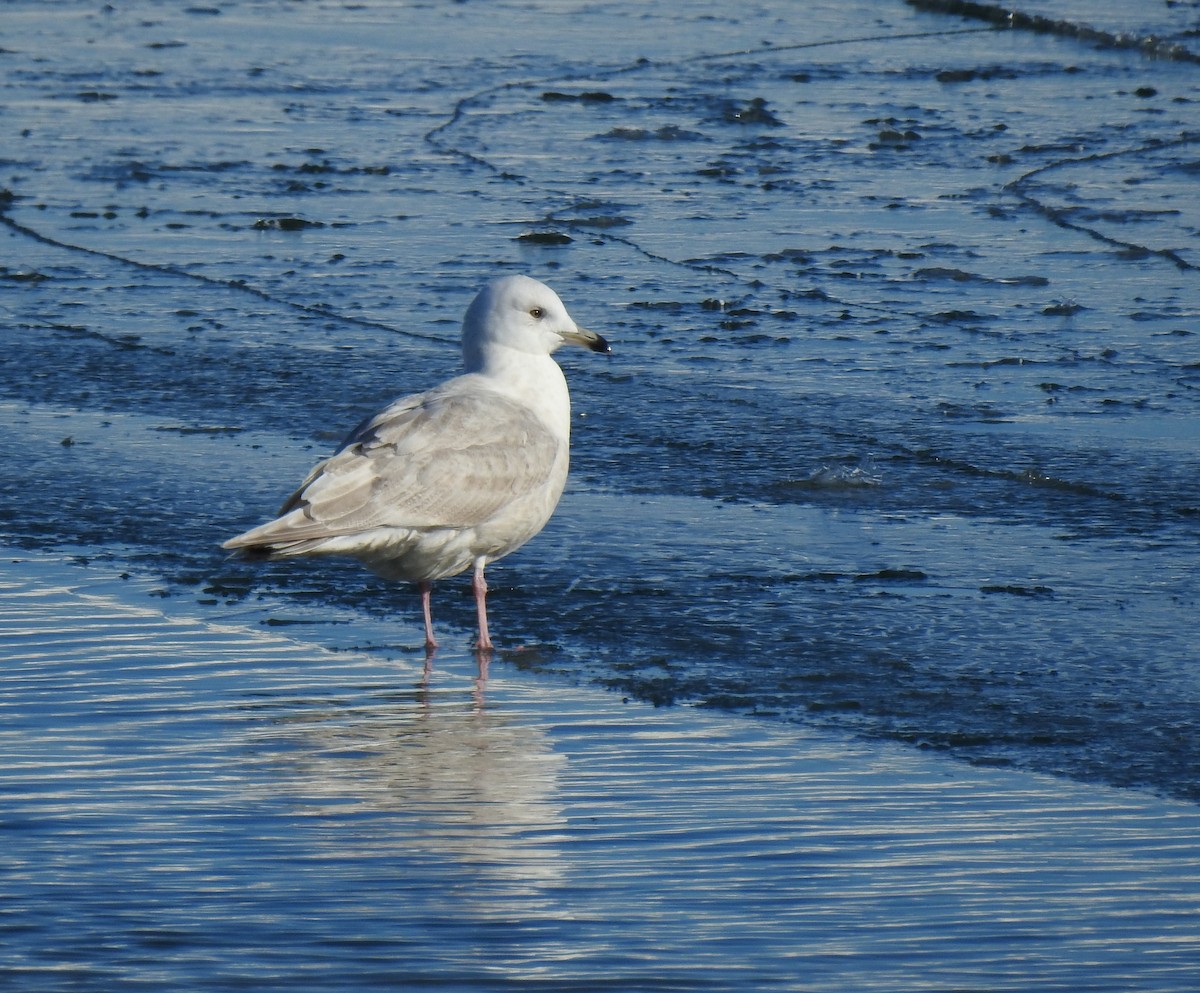 Gaviota Groenlandesa (kumlieni) - ML614351050