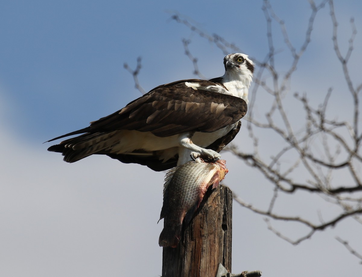 Osprey - ML614351195