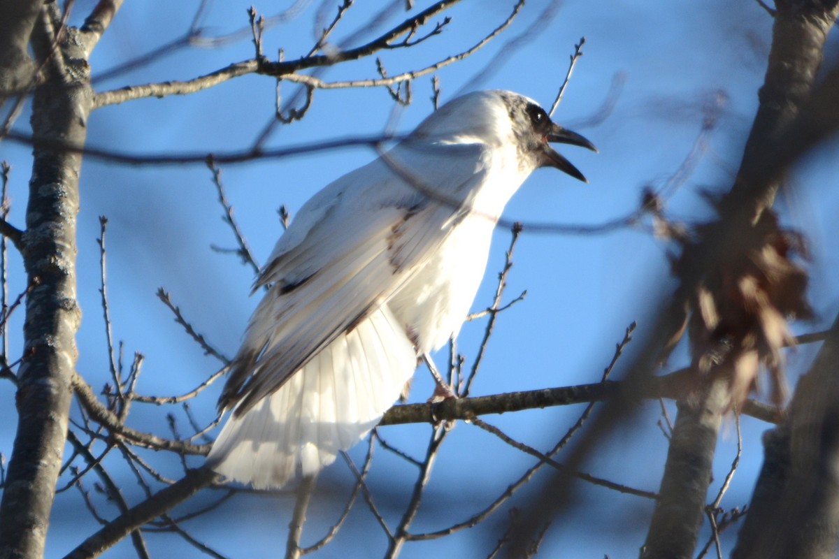 amerikakråke - ML614351211