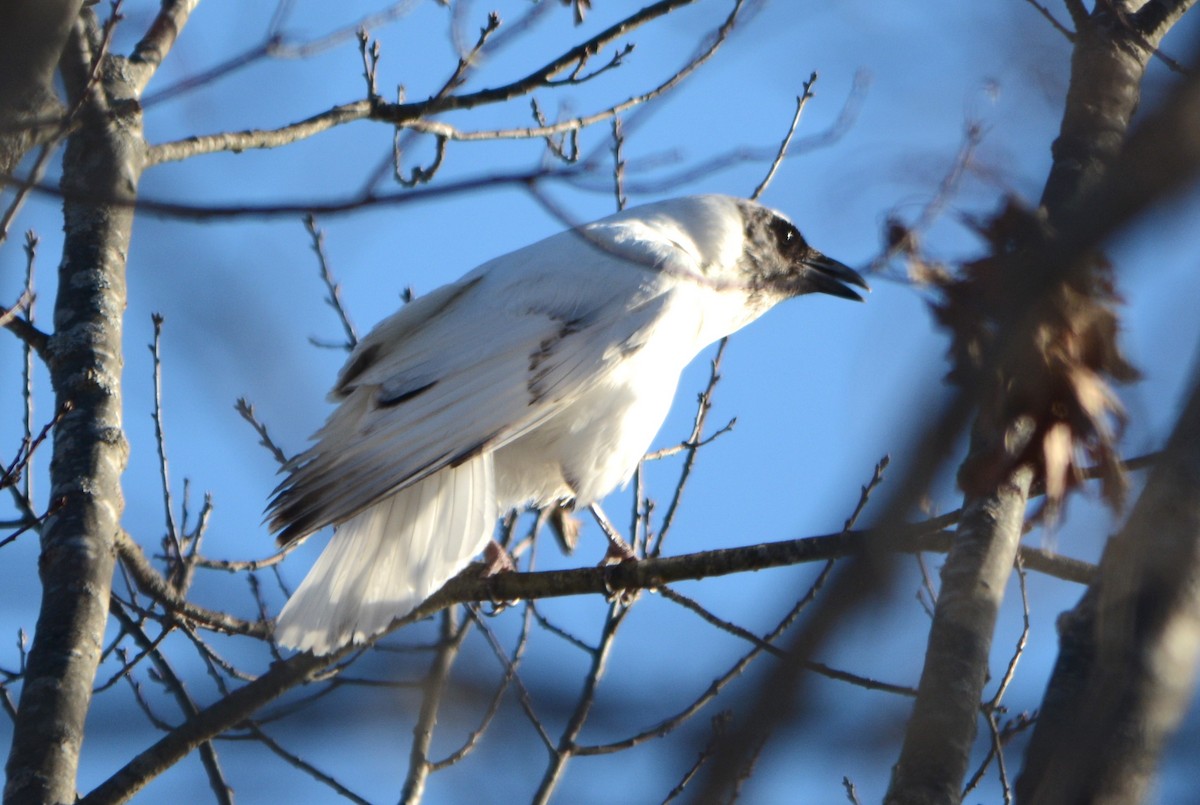 American Crow - ML614351224