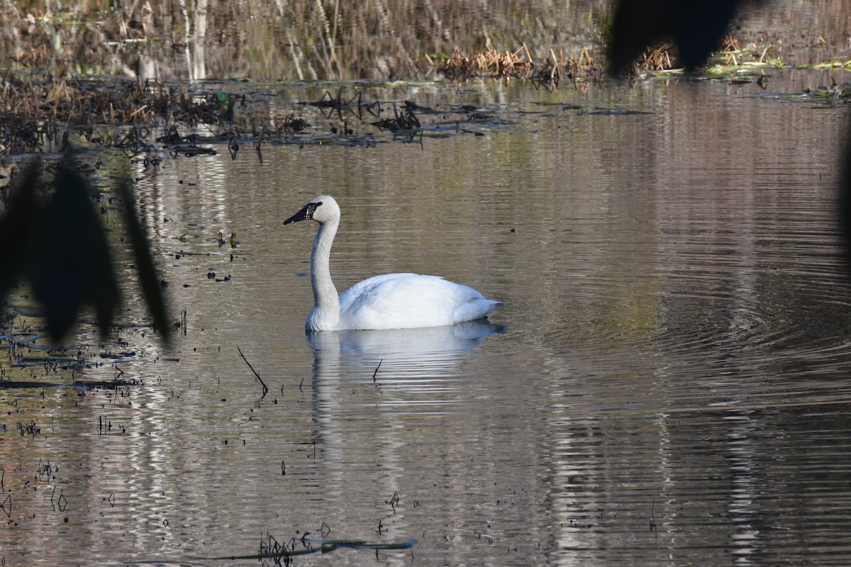 Trumpeter Swan - ML614351248