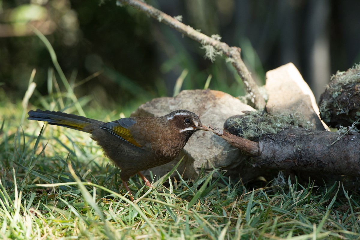 White-whiskered Laughingthrush - ML61435131