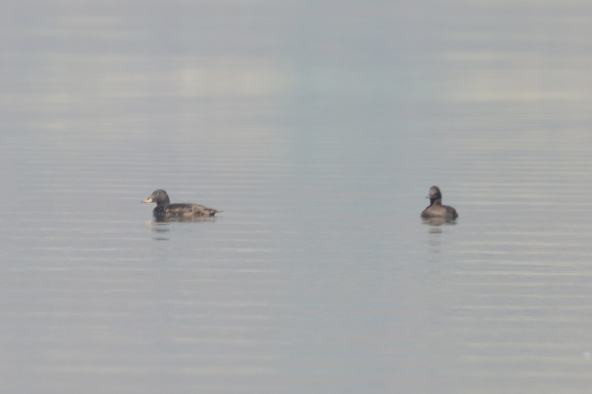 Velvet Scoter - ML614351447