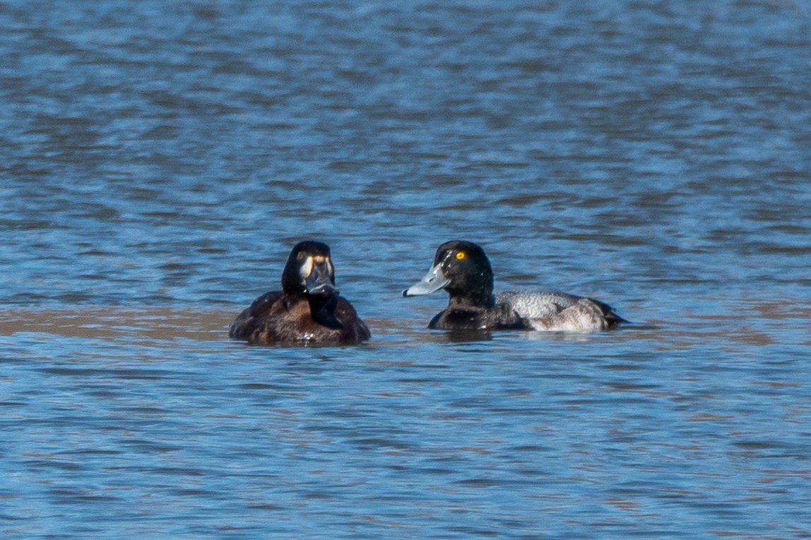 Greater Scaup - ML614351460