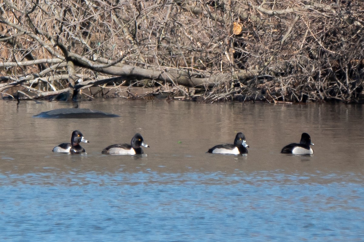 Ring-necked Duck - ML614351489