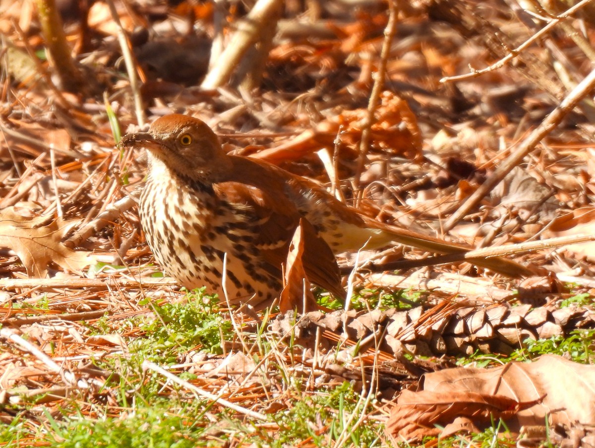 Brown Thrasher - ML614351499