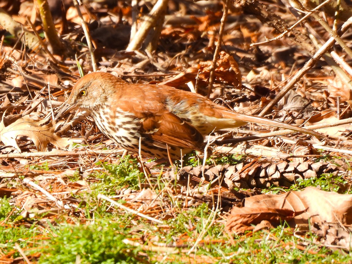 Brown Thrasher - ML614351500