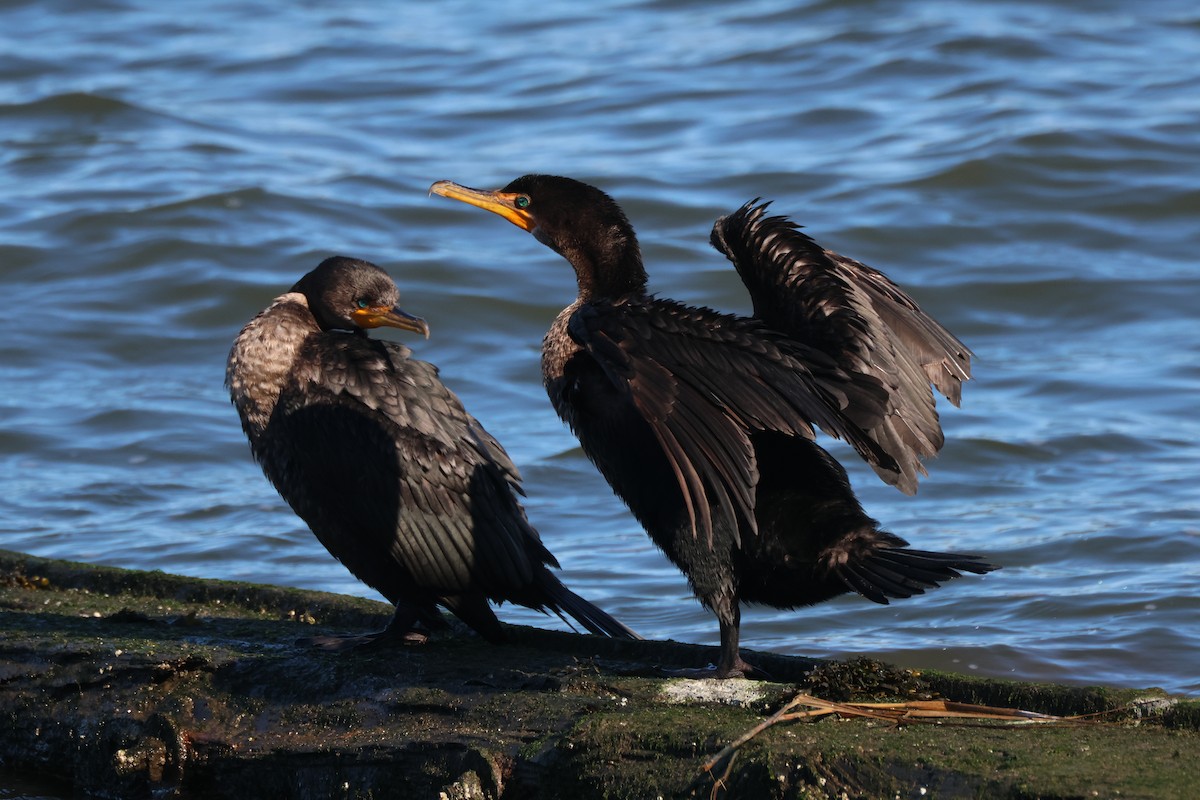 Double-crested Cormorant - ML614351592