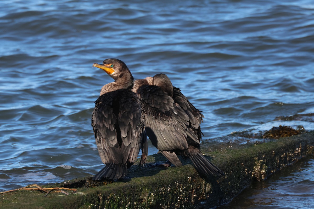 Double-crested Cormorant - ML614351593