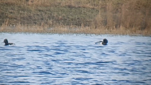 Ring-necked Duck - ML614351607