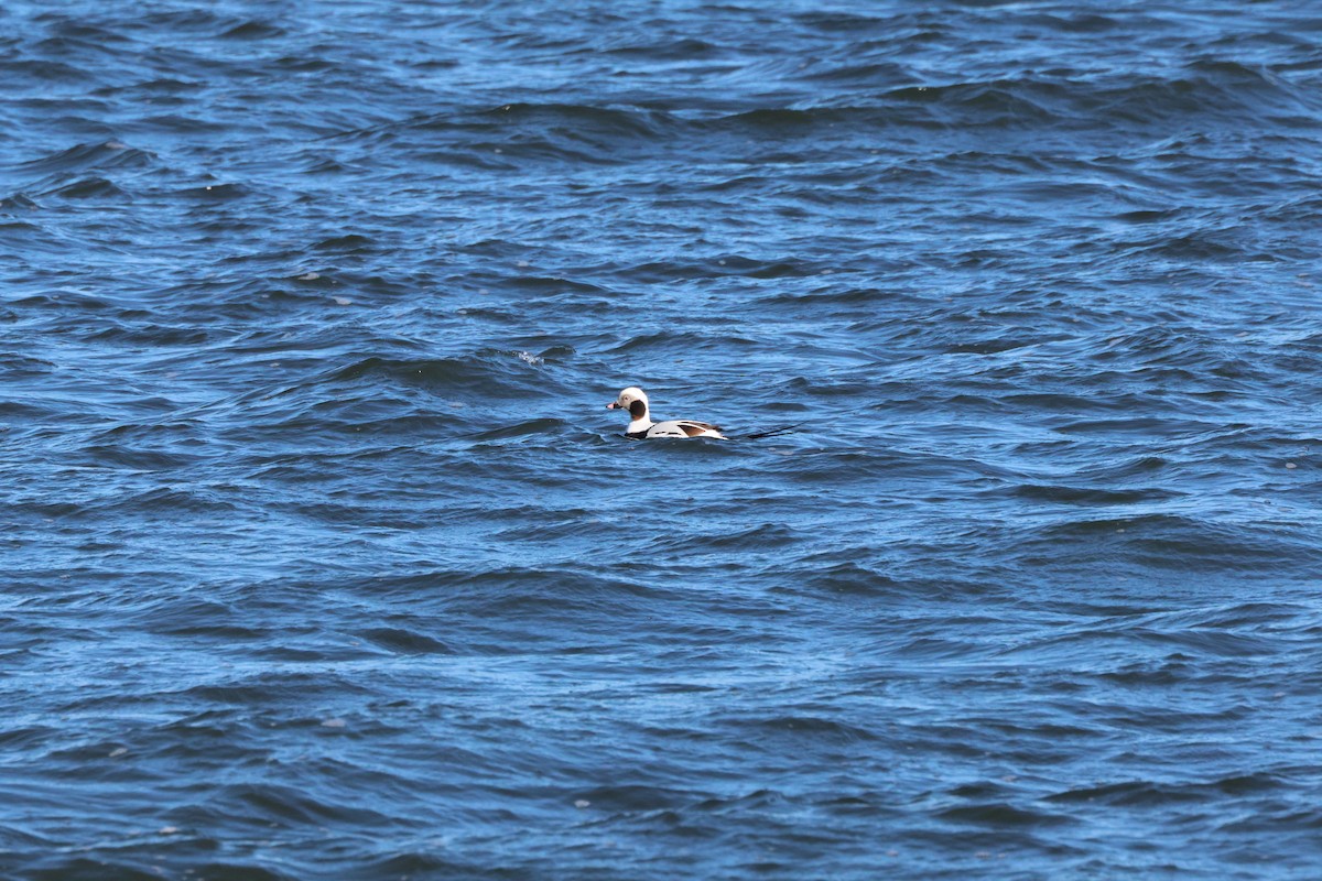 Long-tailed Duck - ML614351615