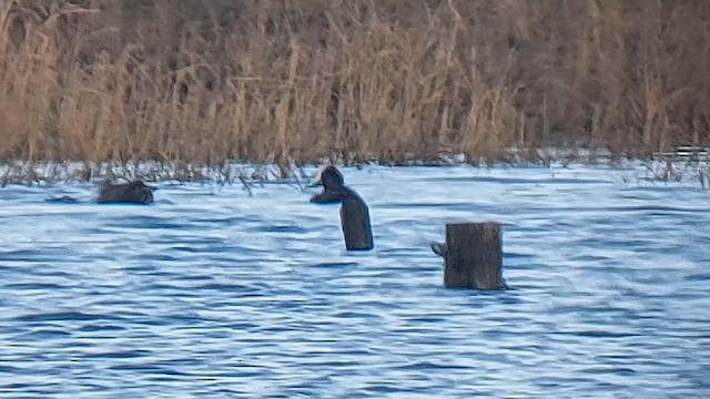 Ring-necked Duck - ML614351616