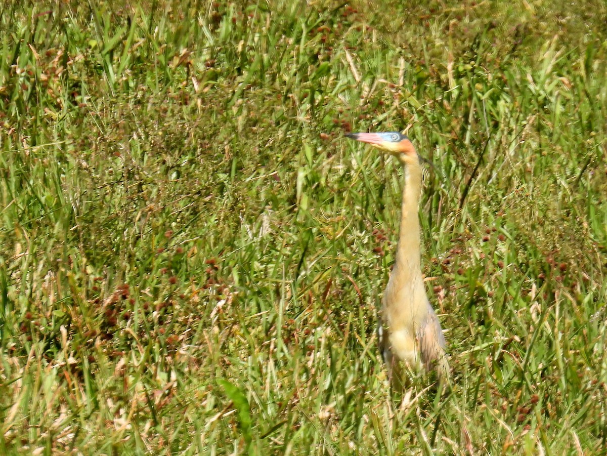 Whistling Heron - bob butler