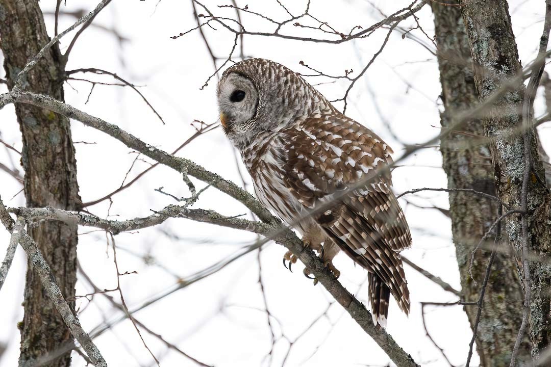 Barred Owl - ML614351748