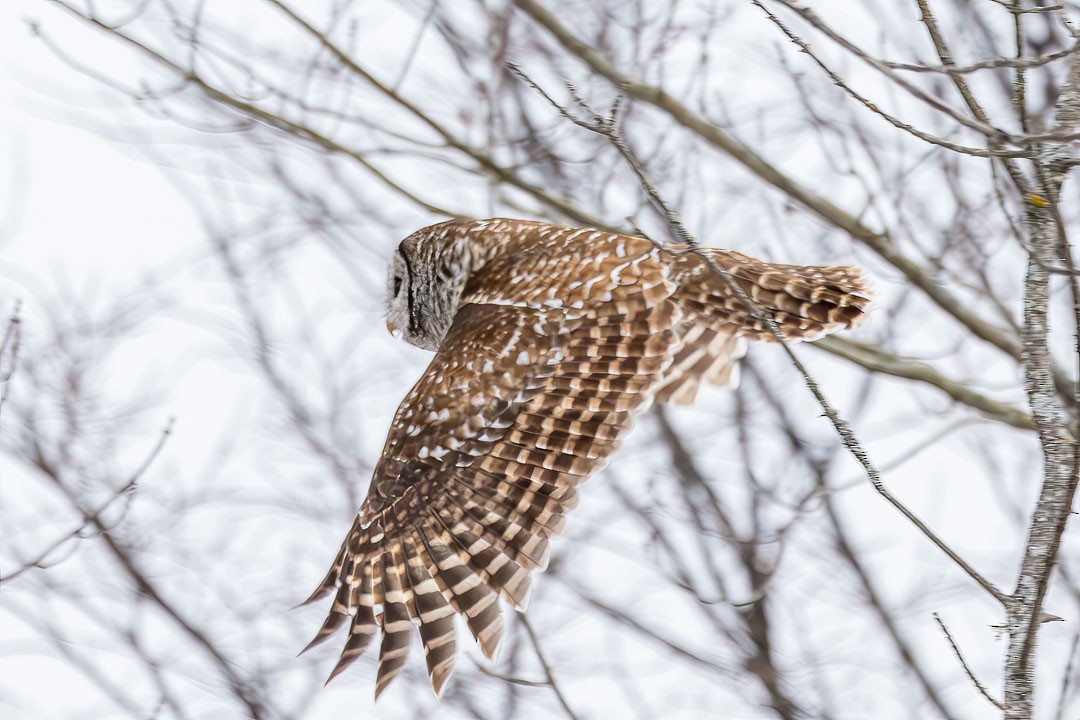 Barred Owl - ML614351753