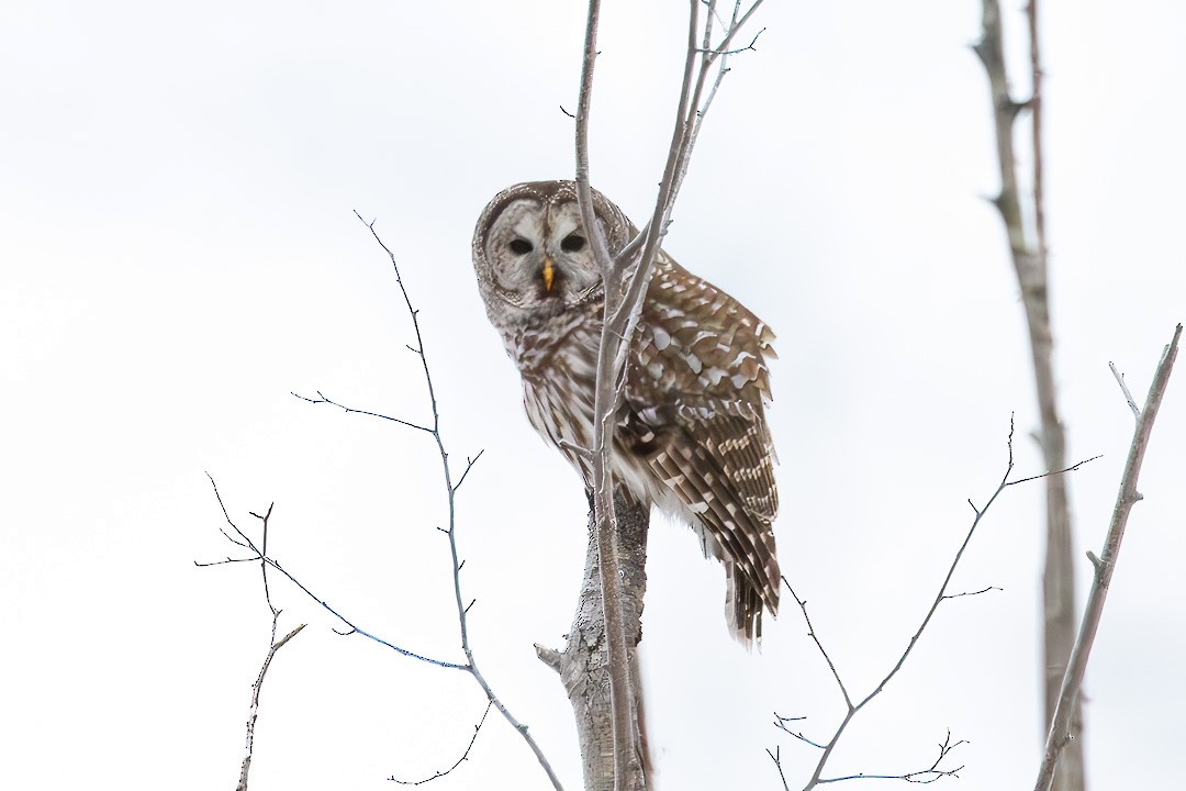 Barred Owl - ML614351754