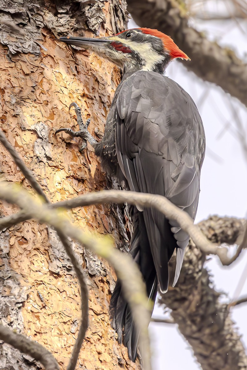 Pileated Woodpecker - Bill Carpenter