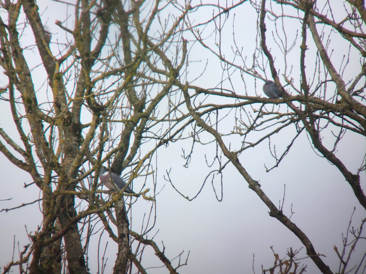 Stock Dove - Dermot Breen