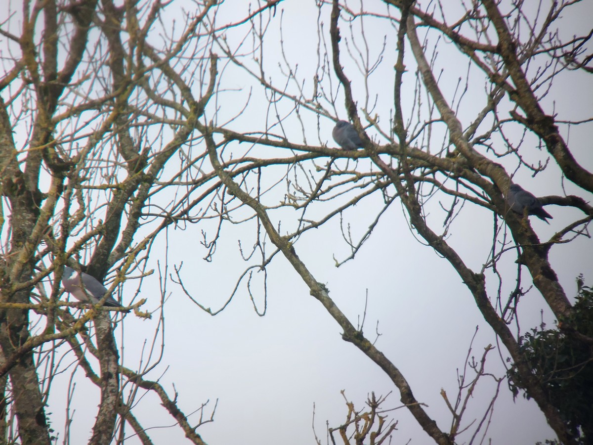 Stock Dove - Dermot Breen