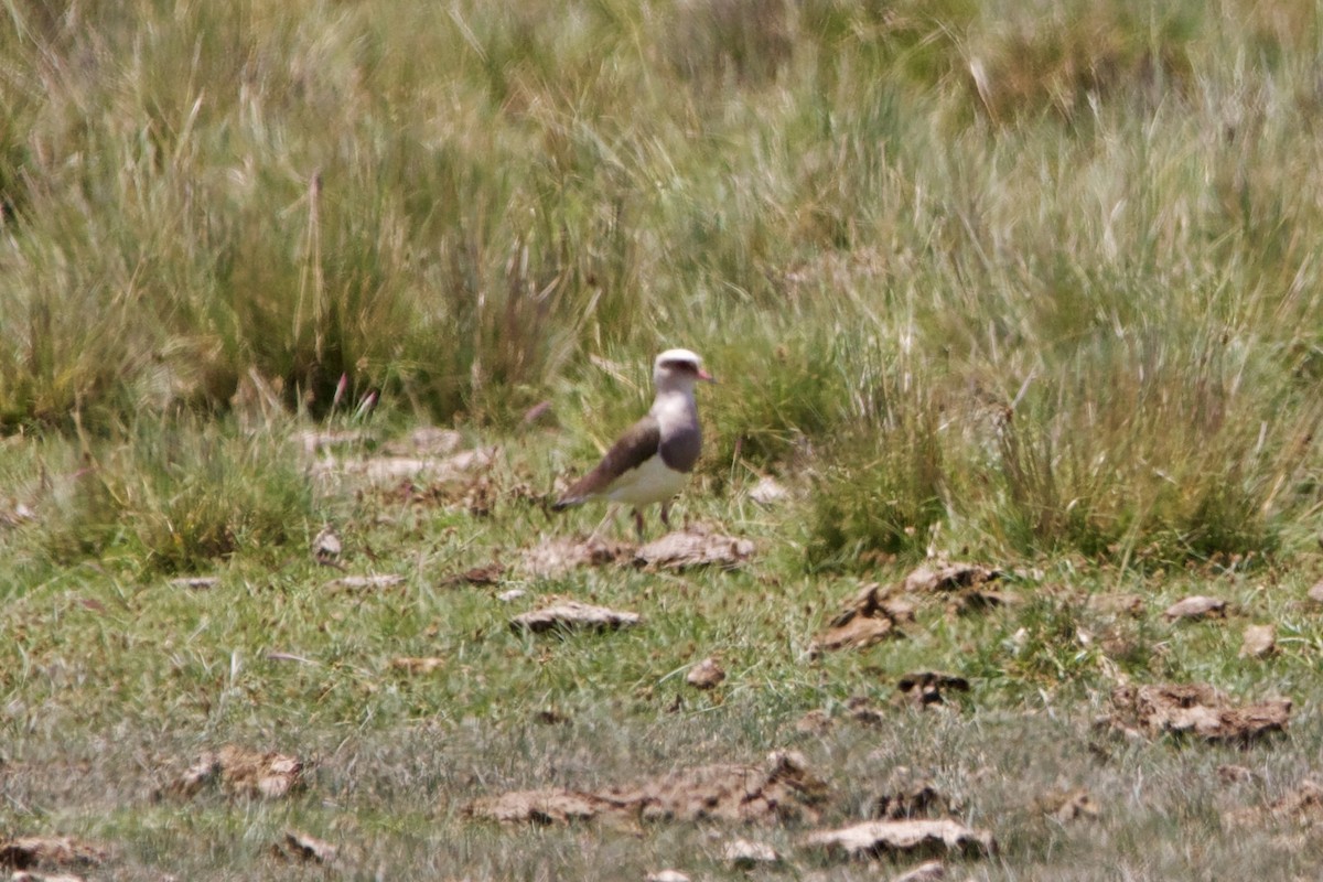 Andean Lapwing - ML614351812