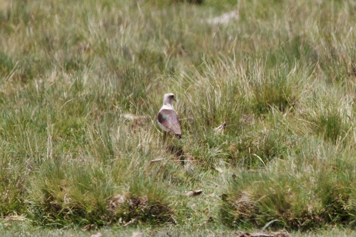 Andean Lapwing - ML614351813