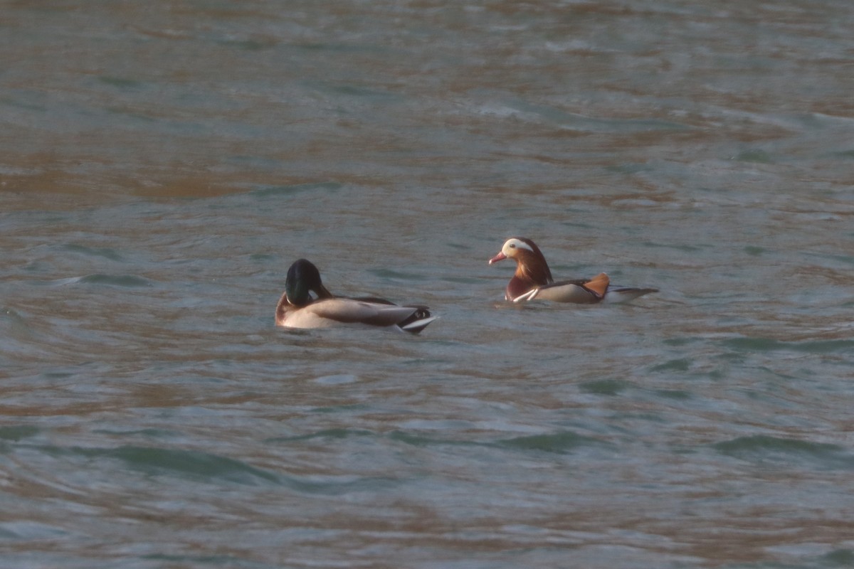 Mandarin Duck - ML614351870