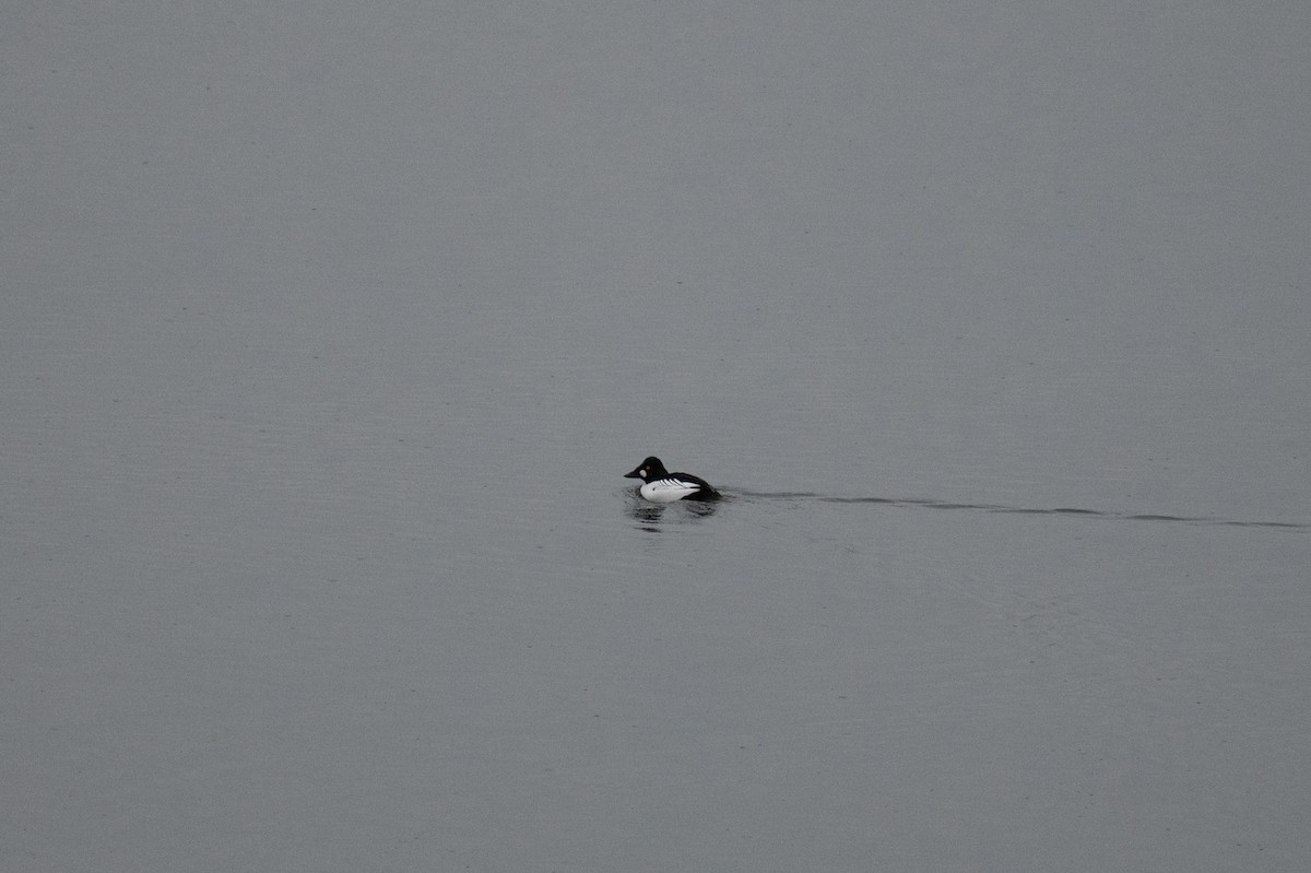 Common Goldeneye - ML614351871